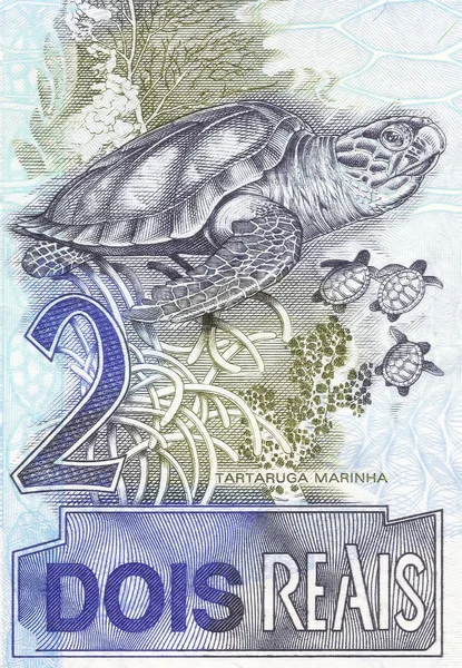 Mořská želva na 2 skutečné bankovky z Brazílie — Stock fotografie
