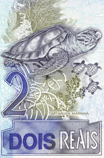 Havssköldpadda på 2 riktiga sedel från Brasilien — Stockfoto