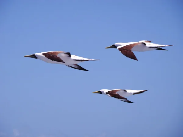 Group of flying boobies from brazil — Stock Photo, Image