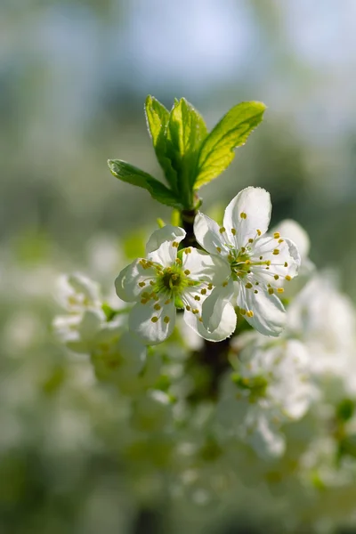 Třešňový květ — Stock fotografie