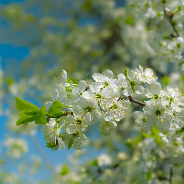 Flor de cerejeira — Fotografia de Stock
