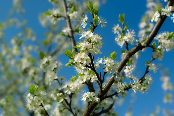 Cherry blossom — Stock Photo, Image