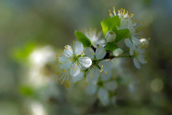 Třešňový květ — Stock fotografie