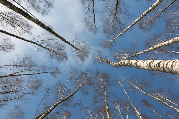 stock image Trees from the bottom up