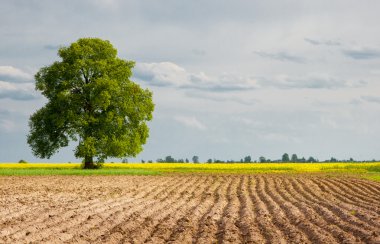 Rural landscapes are plowed field clipart