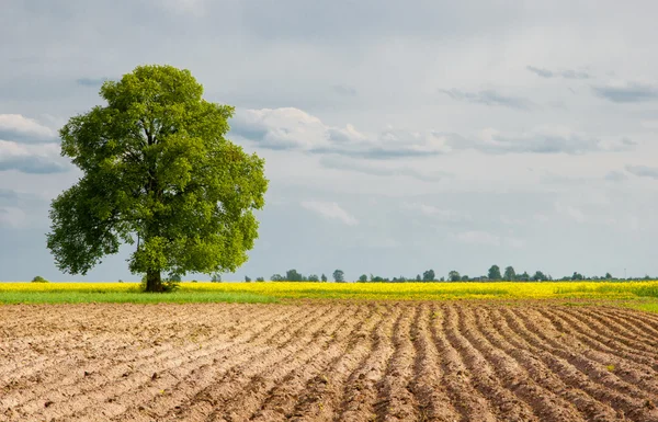 Rural landscapes are plowed field — Stock Photo, Image