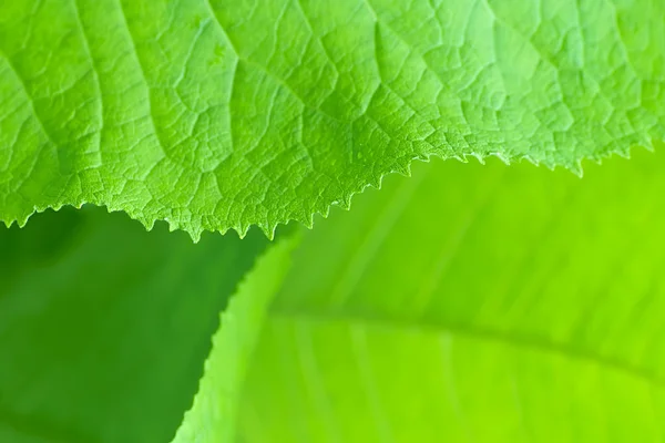 Grote groene bladeren — Stockfoto