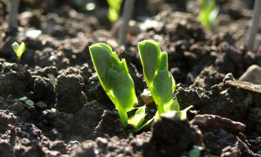 Young pea plant clipart