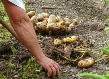 patates hasadı