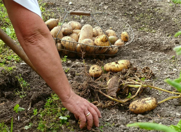 Урожай картоплі — стокове фото
