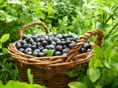 Blueberry crop clipart