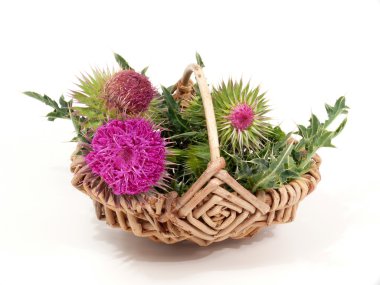 Thistles clipart