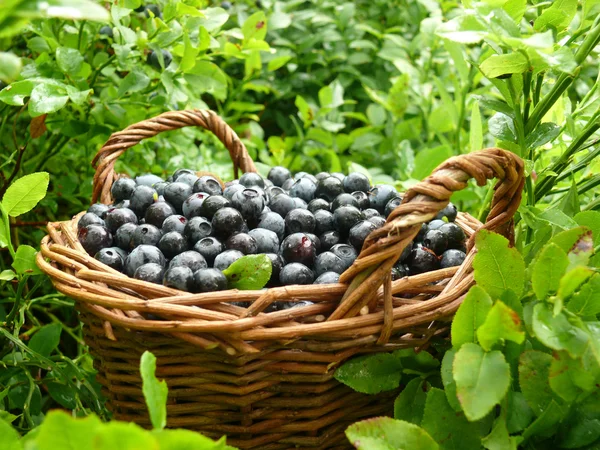 stock image Blueberry crop