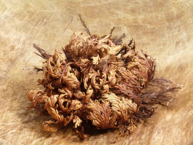 Rose Of Jericho