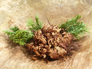 Rose of Jericho clipart