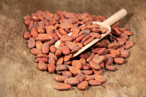 Cocoa beans — Stock Photo, Image