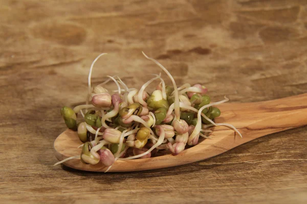 Klíčení fazole Mungo — Stock fotografie