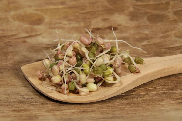 Klíčení fazole Mungo — Stock fotografie