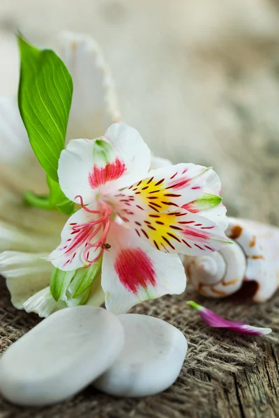 stock image Aromatherapy.Spa