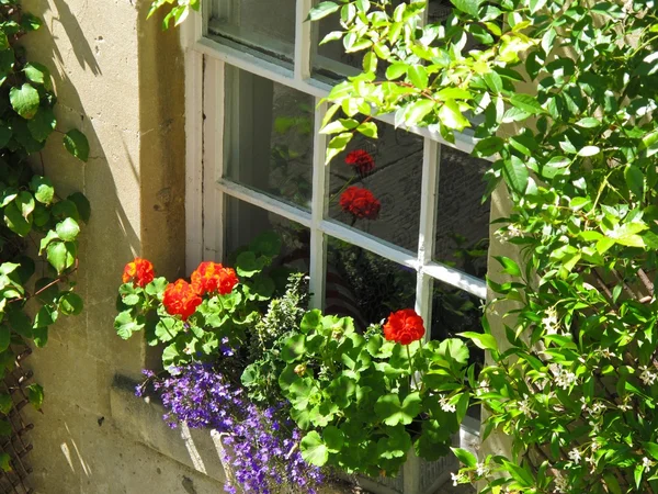 Flowers at a window — Stock Photo, Image