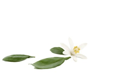 Lemon flower with leaves on white clipart