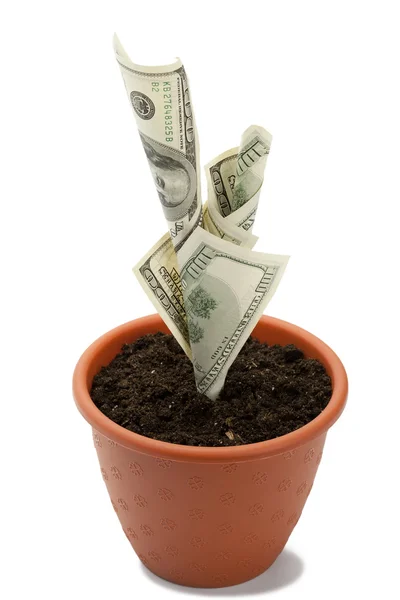 Geld plant — Stockfoto