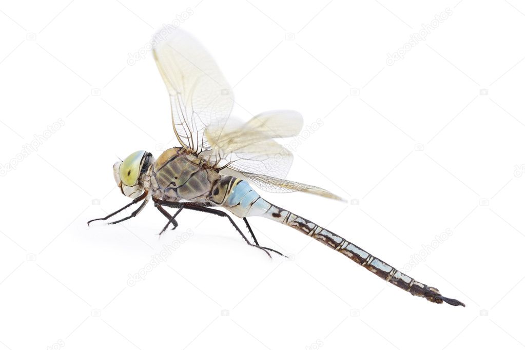 Dragonfly on white