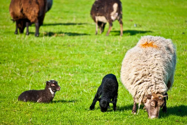 Grazing sheep — Stock Photo, Image