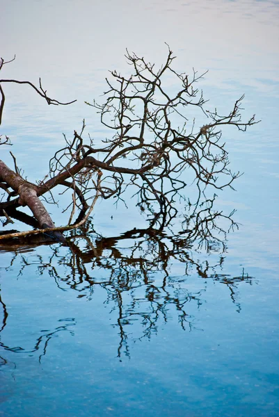 Tree reflection — Stock Photo, Image
