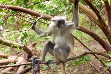 Kırmızı colobus (Piliocolobus kirkii) maymun