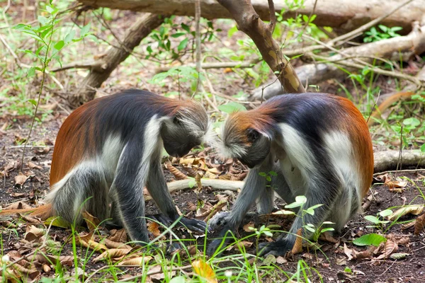 Colobo rojo (Piliocolobus kirkii) monos —  Fotos de Stock