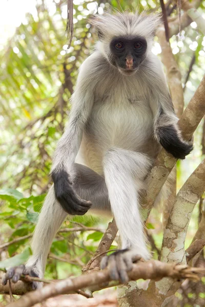 Röda guerezor (Piliocolobus kirkii) monkey — Stockfoto