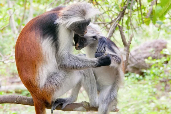 Colobo rosso (Piliocolobus kirkii) scimmie — Foto Stock