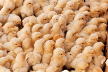 Large Group of Baby Chicks clipart