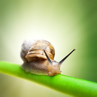 Snail on green stem clipart