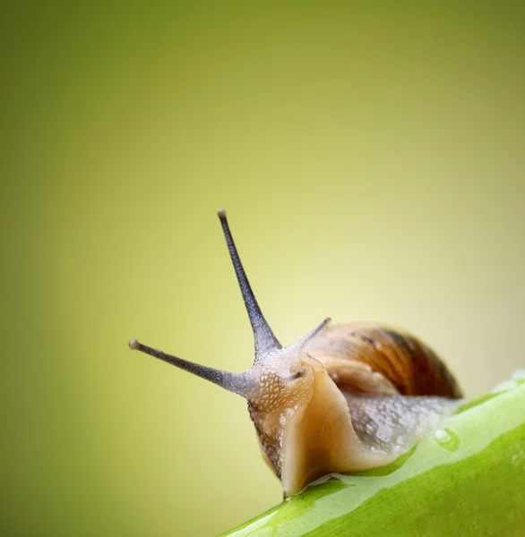 Snail on green stem — Stock Photo, Image