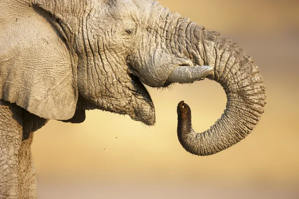 Portrét slona — Stock fotografie