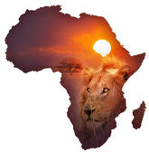 afrikai vadvilág megjelenítése