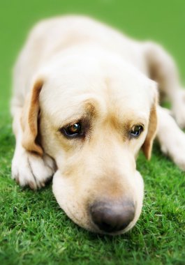 Labrador retriever çim (Adobe Rgb üzerinde)