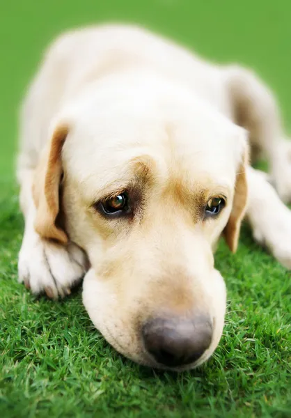 Labrador retriever na grama (Adobe RGB ) — Fotografia de Stock