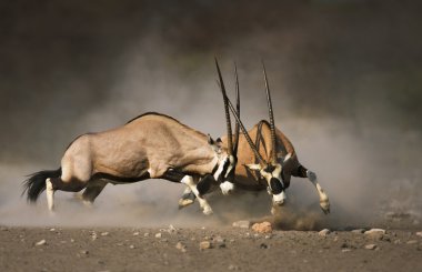 Gemsbok fight clipart