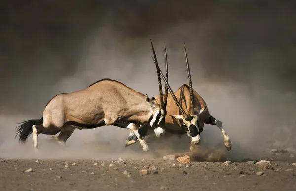 Pelea de Gemsbok — Foto de Stock