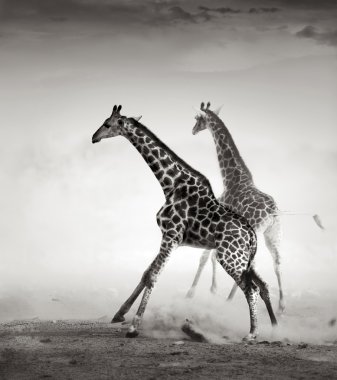 Giraffes fleeing clipart