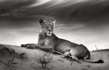 Lioness on desert dune clipart