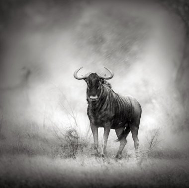 Blue Wildebeest in rainstorm clipart