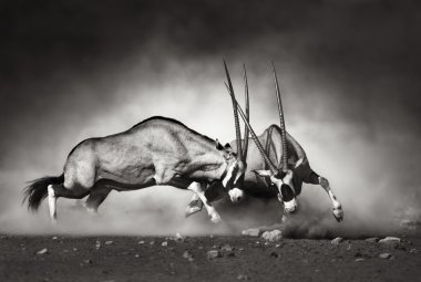 Gemsbok fight clipart