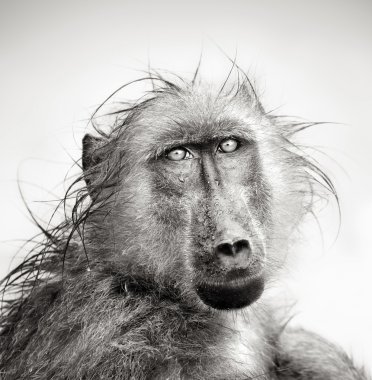 Wet Baboon portrait clipart