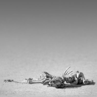 Eland skeleton in desert clipart