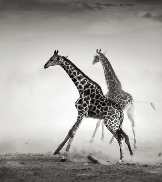 Giraffer flyr — Stockfoto