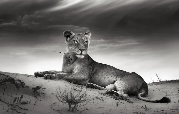 砂漠の砂丘に雌ライオン — ストック写真
